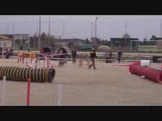 Alès Schnauzer Jumping