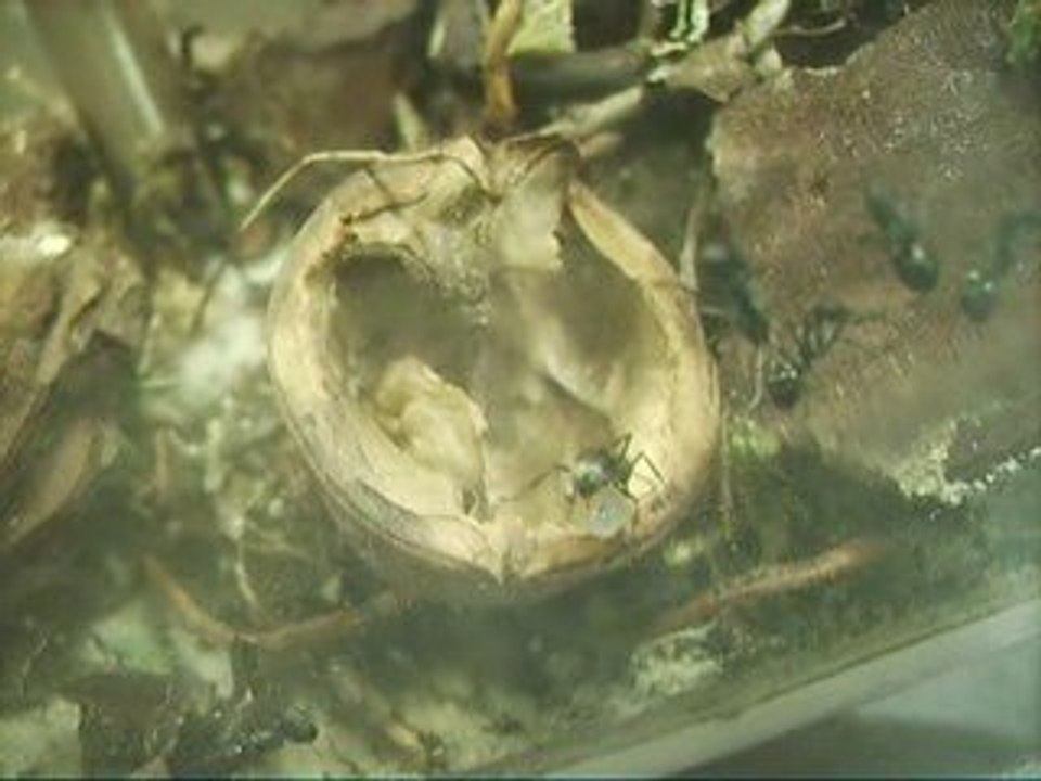 POLYRHACHIS DIVES TISSE AVEC UNE LARVE