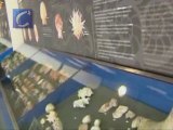 Exposición de moluscos en Barcelona