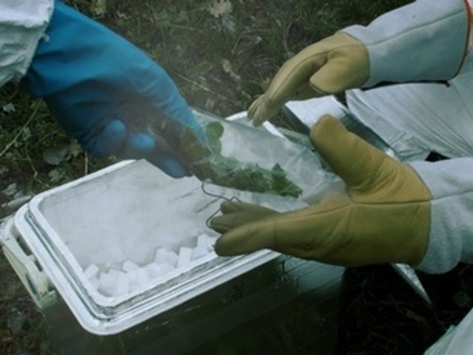 ATTERRISSAGE OVNI : PRÉLÈVEMENT ET ANALYSE DES VÉGÉTAUX