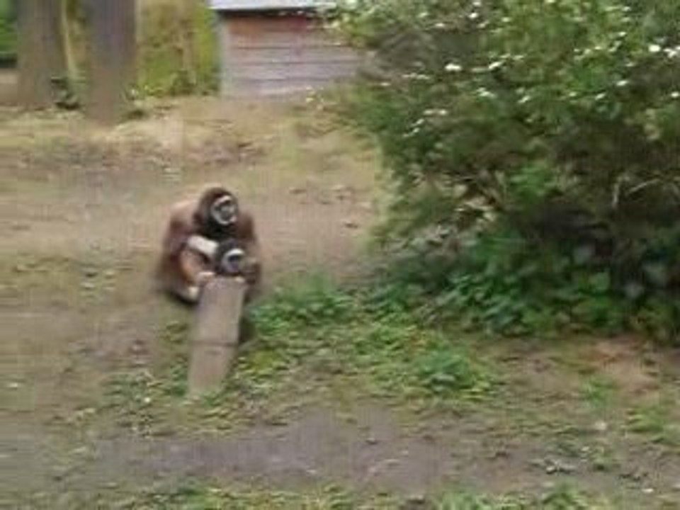gibbons mains blanches