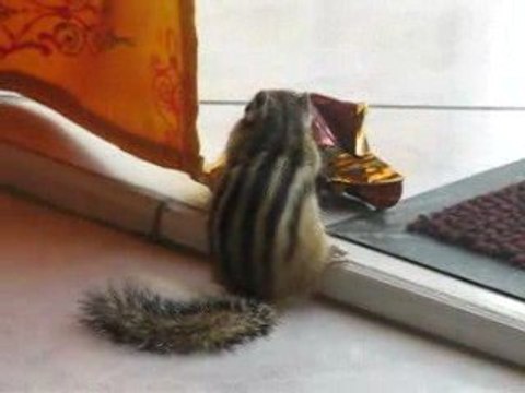 écureuil de corée pacques (suite)