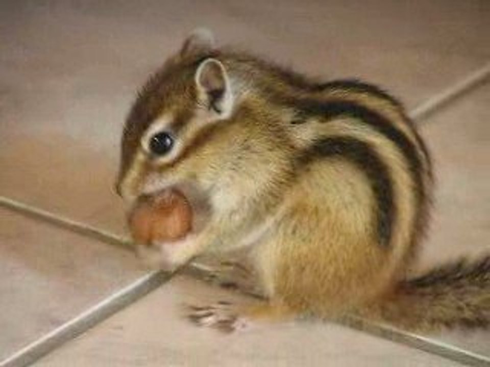 écureuil de corée noisette