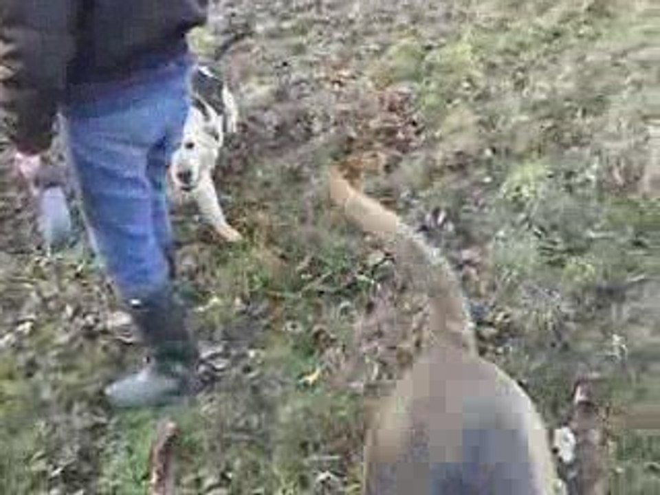 Ballade des 4 pattes