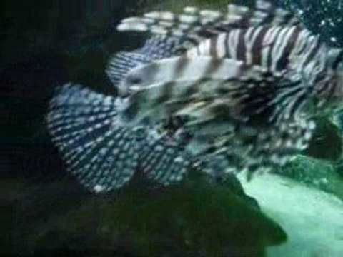 Seaquarium Grau du Roi