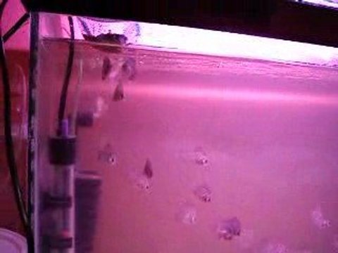 Kırk günlük diskus yavruları