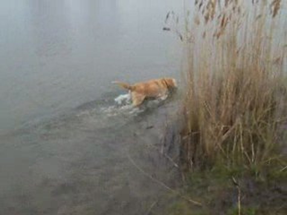 ELSA nage lac