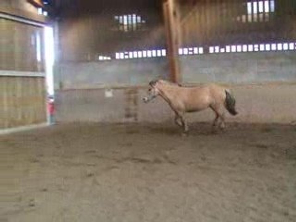 Kiarra Au Galop Dans Le Manège . By Julie (C)