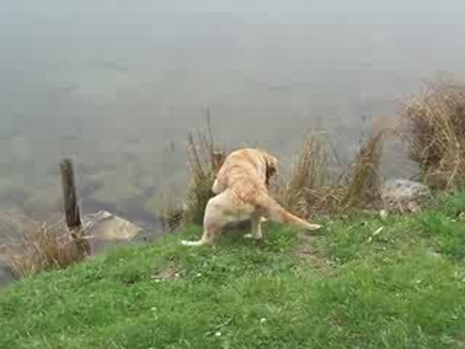 ELSA promene lac