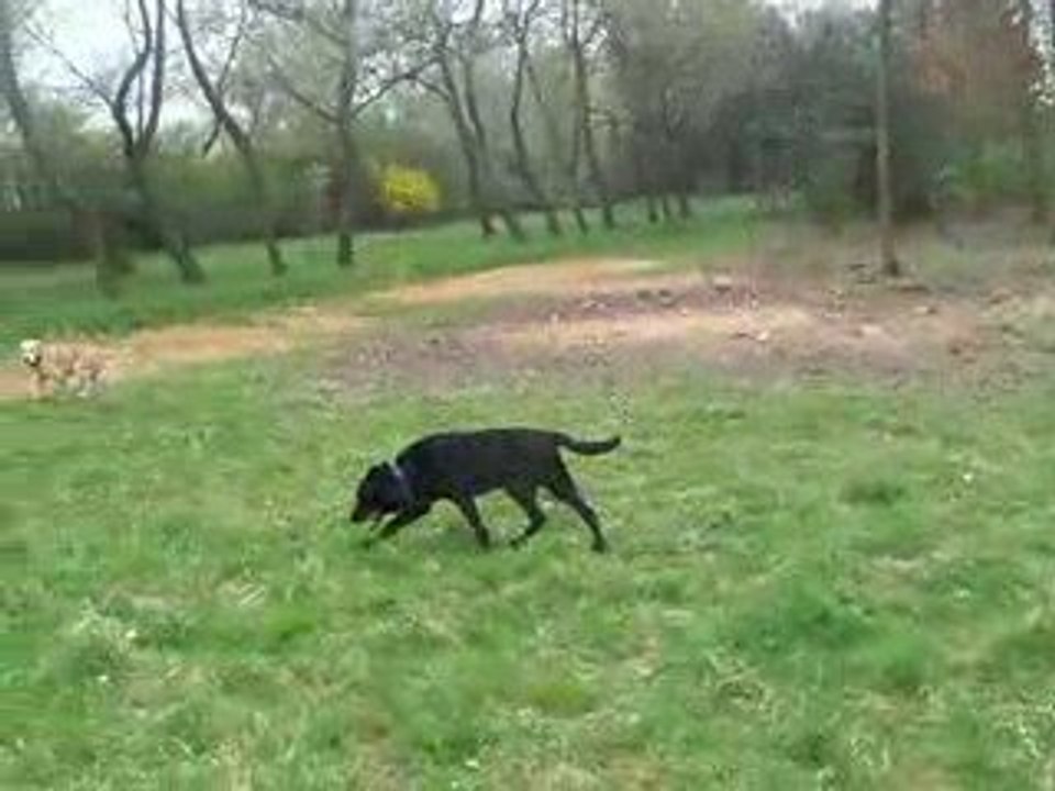 MILORD trotte dans les bois