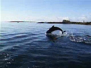 DAUPHINS BZH