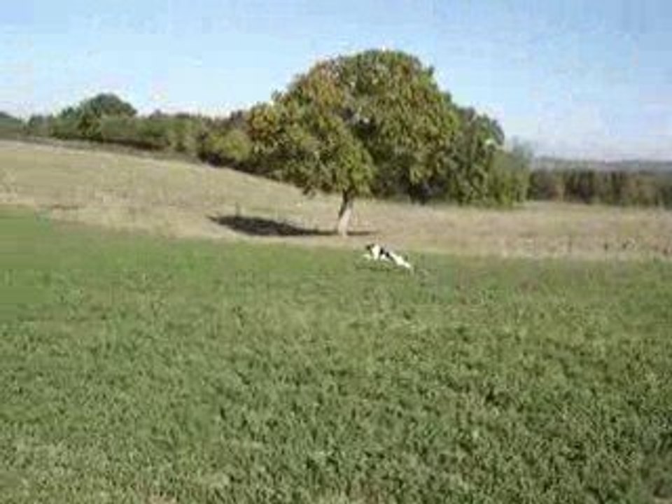 Compil vidéo desz chiens