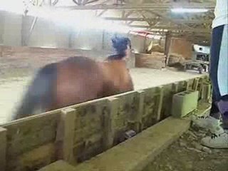 Persan saut en liberté