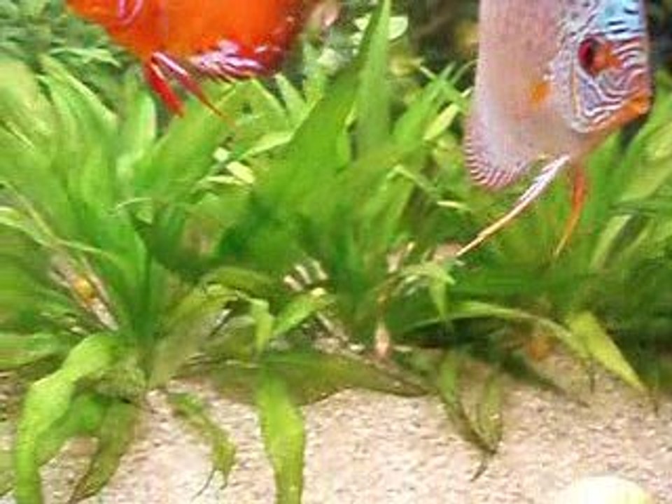 Discus malade 03