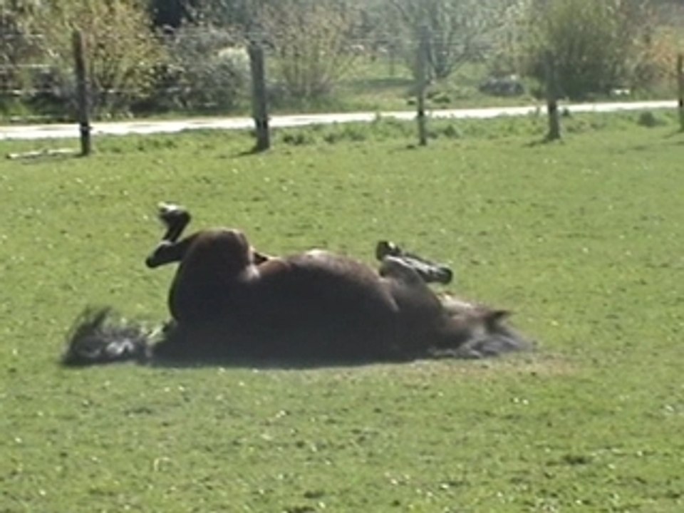 Galop, Cheveux au Vent avec ma Poon's Epsy