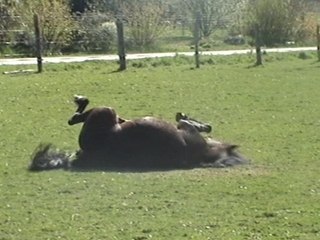 Galop, Cheveux au Vent avec ma Poon's Epsy