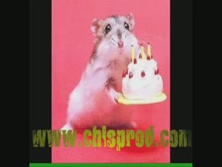 Un Hamster qui dance MDR