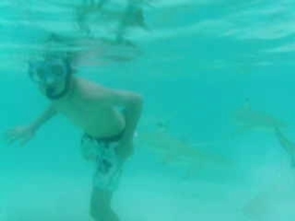 requins