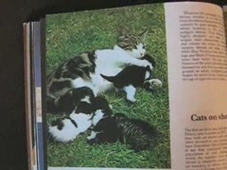 Little girl reads a story about kittens
