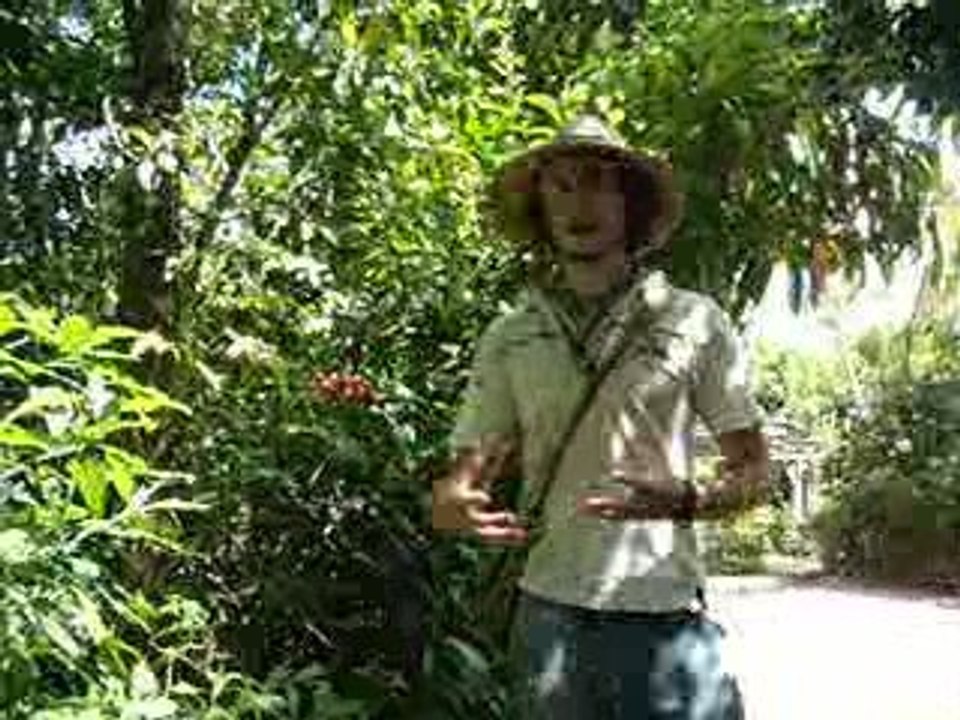 Guide paronella park