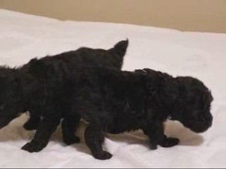 Jolie-Taylor 3-14-09 Litter at 4 weeks 2