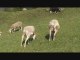Miniature DailyMotion