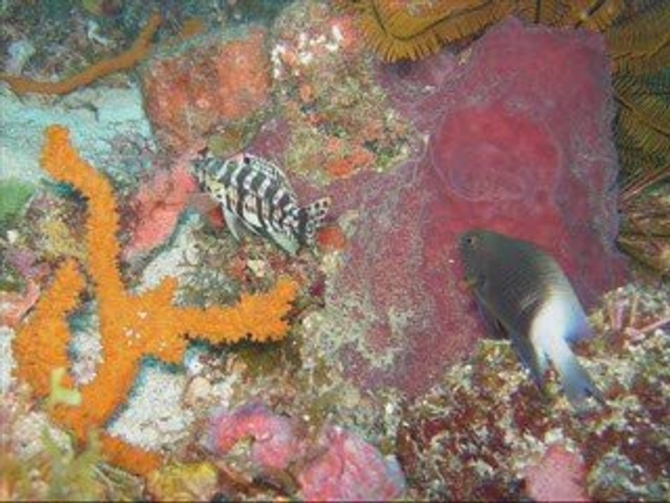 Corail club caraibes