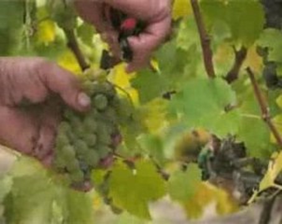 Château Bertinerie : vins de Bordeaux