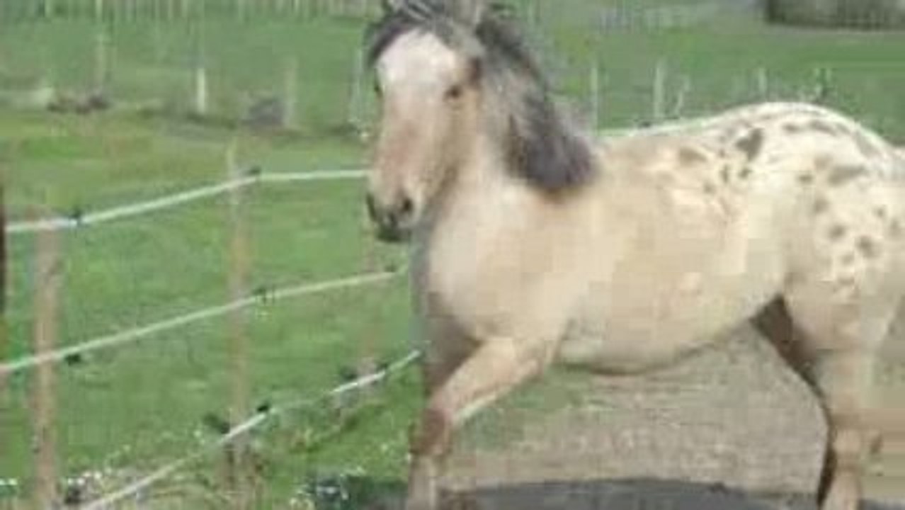 Ma juMent Quarter Horse <3