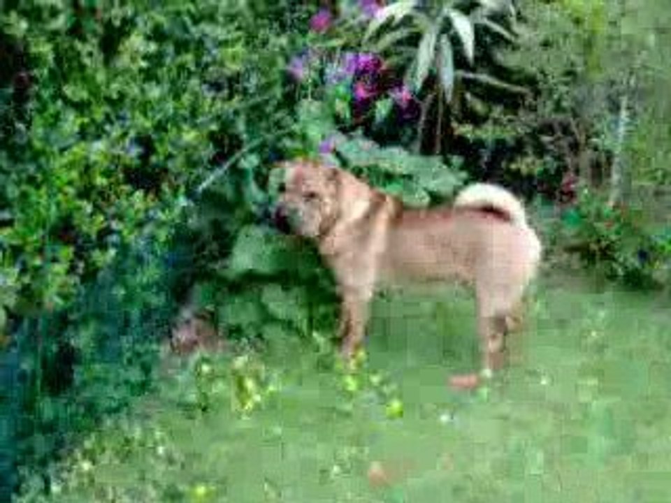 Capone en Bretagne 4