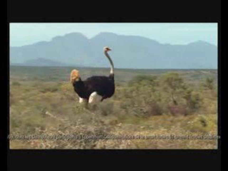 pub smart promo autruche