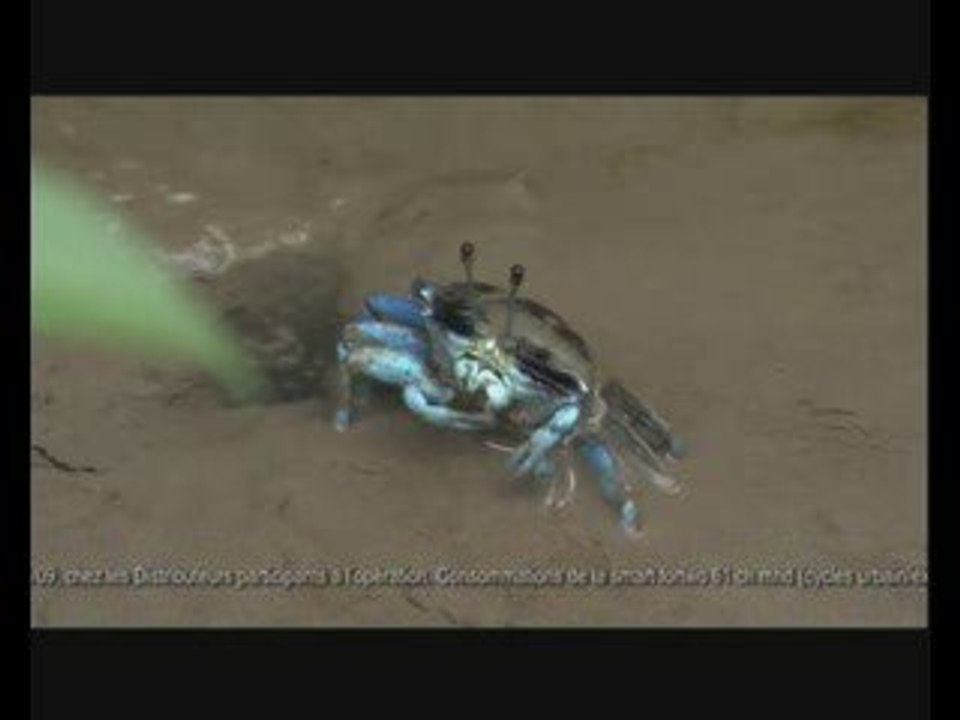 pub smart promo crabe