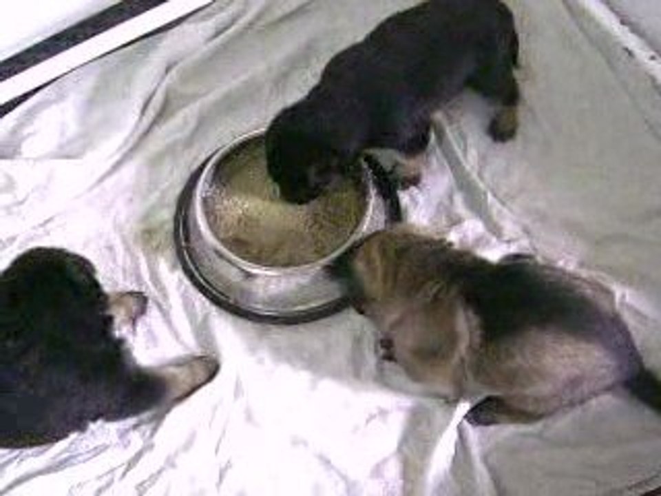 Chiots Axa / Aïcko