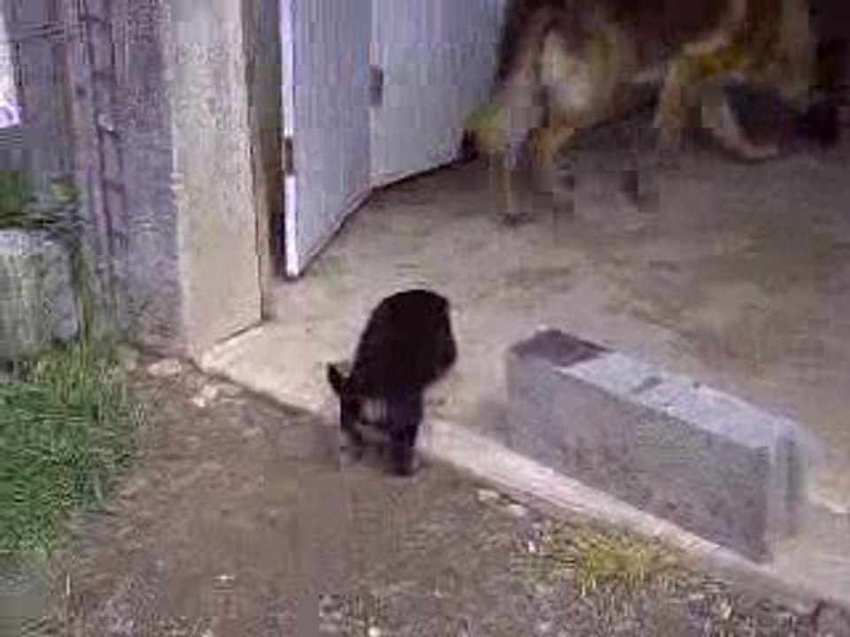 Chiots Axa / Aïcko