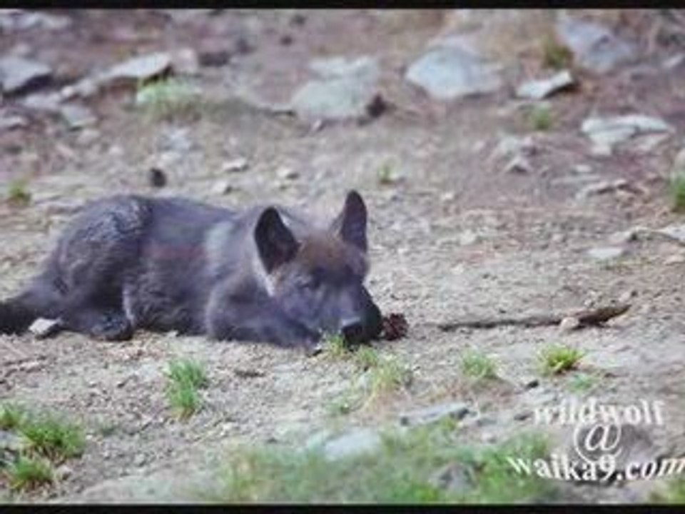 Loup noir