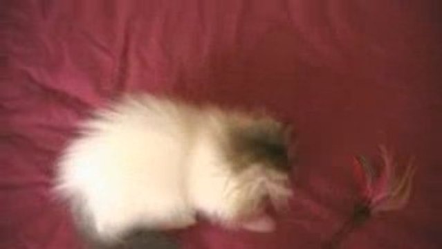 Chaton persan male brown tabby et blanc