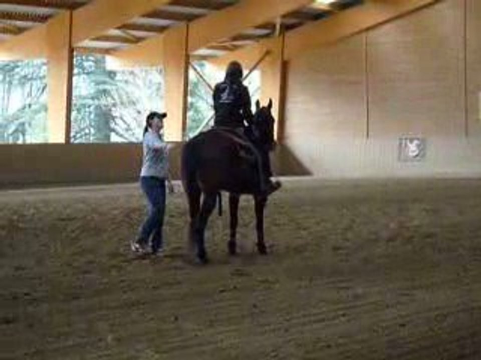 CM Performance Quarter Horse