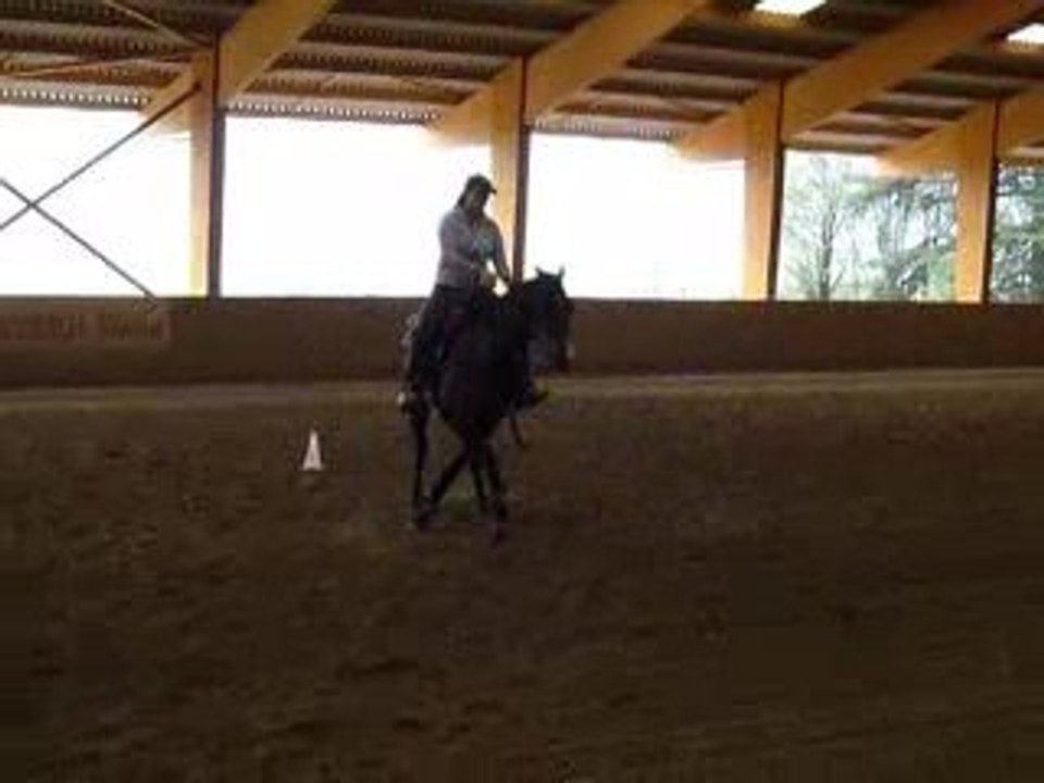 CM Performance Quarter Horse