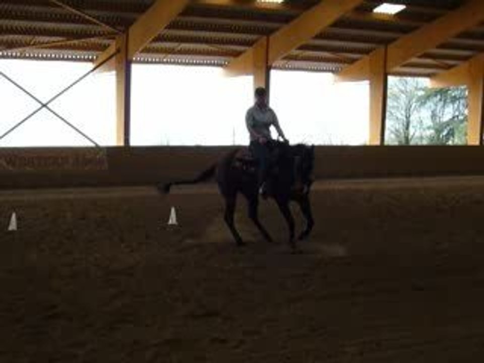 CM Performance Quarter Horse