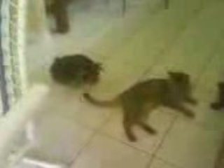 baston chien et chat