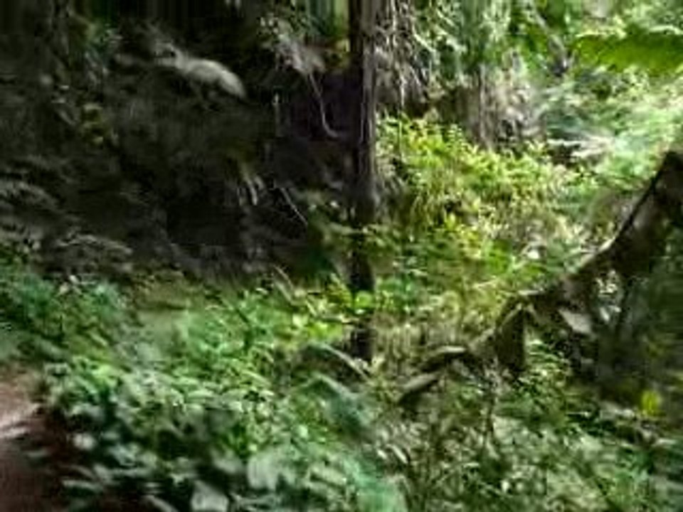 CAMERON HIGHLANDS 9A