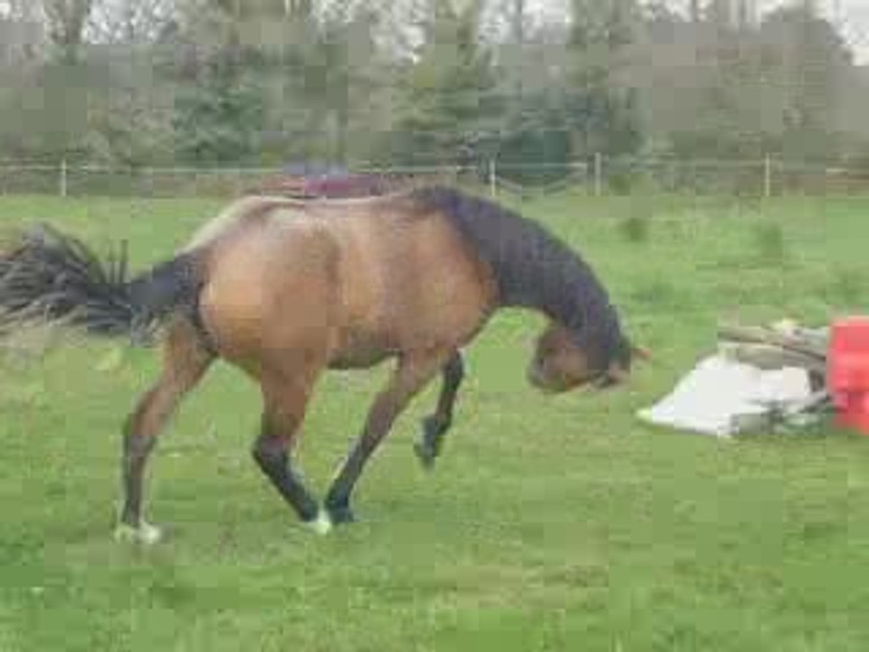 Twsana saut en liberté