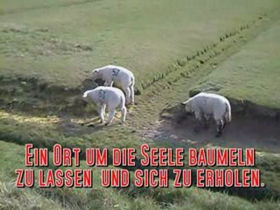 Husum osterspaziergang dockkoog 2009