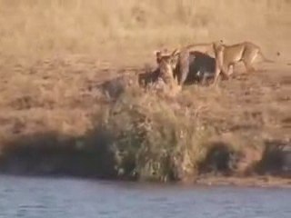 Buffalo - Aslan - Timsah Kim Kazanır Sizce