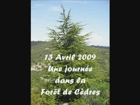 Balade en Forêt de Cèdres