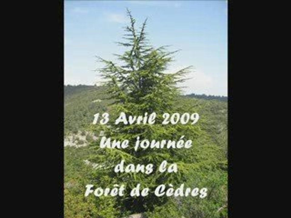 Balade en Forêt de Cèdres