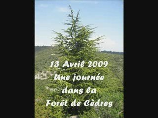 Balade en Forêt de Cèdres