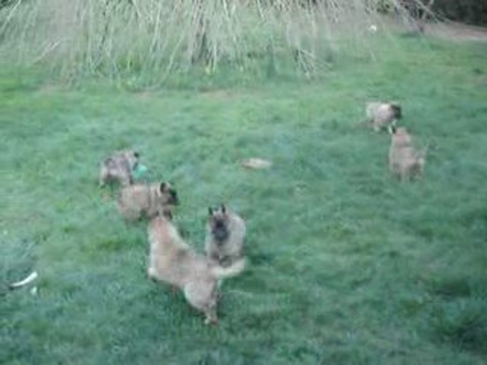 mes bébés tervueren en pleine action