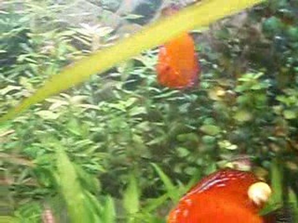 Discus malade 05