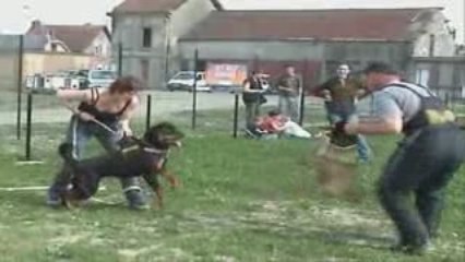 Cenka Vom Falke Königlich - 20 Mois  - Préparation RCI